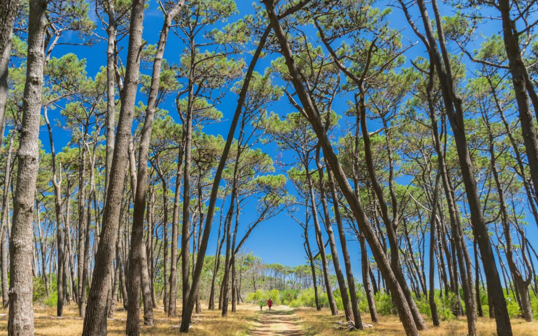 Week of Disconnection: A Nomad’s Guide to Digital Detox