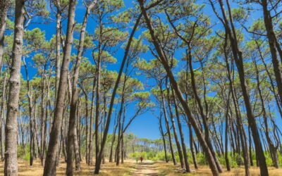 Week of Disconnection: A Nomad’s Guide to Digital Detox